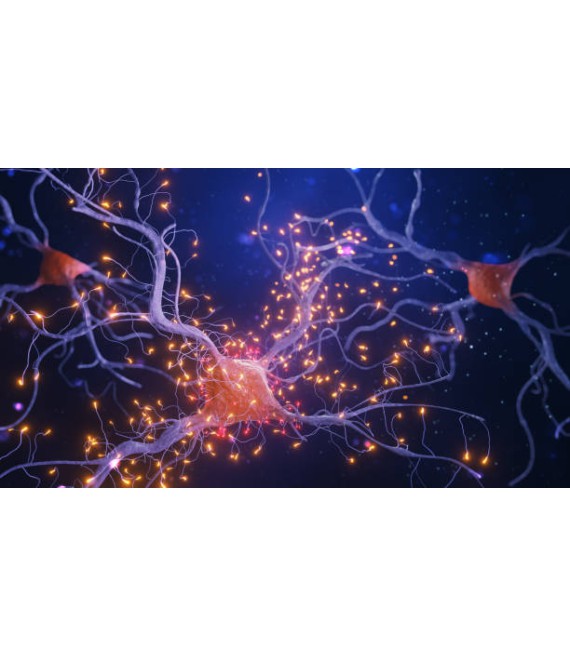 Neurologie